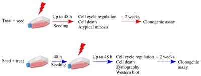 An Integrated Analysis of the Response of Colorectal Adenocarcinoma Caco-2 Cells to X-Ray Exposure